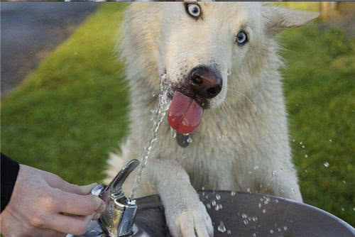 狗不能喂太饱人不能对它太好句子,狗不能喂太饱人不能对它太好图片
