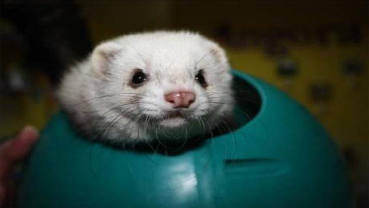 宠物貂可以活多少年,宠物貂能活多少年