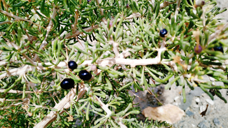 新疆喀什游玩与饮食,新疆喀什旅游去哪买特产