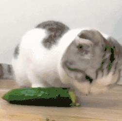 幽门螺旋杆菌胃病吃什么可根除,幽门螺旋杆菌阳性中医怎么调养