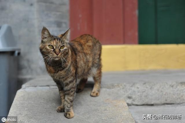 一只猫是如何影响皇位的继承？古代养猫那些事