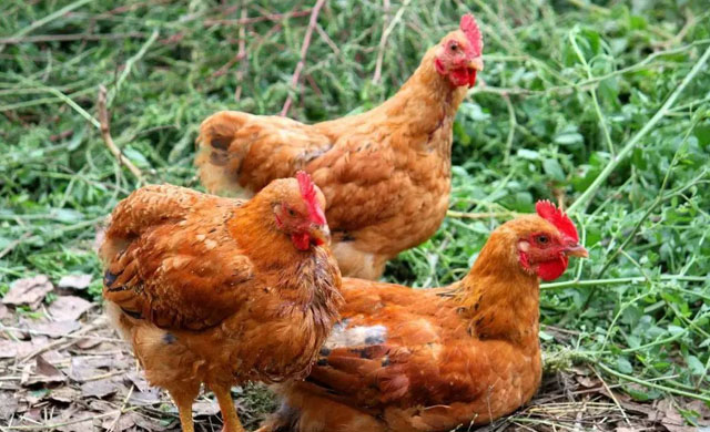 鸡啄肛原因及防治,鸡为什么啄羽啄肛