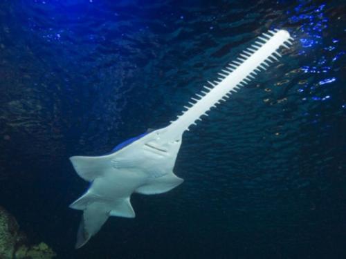 外形凶悍并自带利刃的锯鲨，攻击却远不及一种鳐鱼，险成鲨鱼耻辱