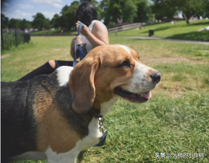 梅雨季狗狗皮肤,梅雨季节如何保持狗狗身体干燥
