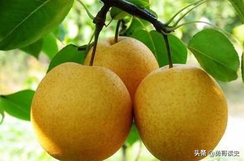 天津西堤头镇糖炒栗子,天津市津南区八里台糖炒栗子