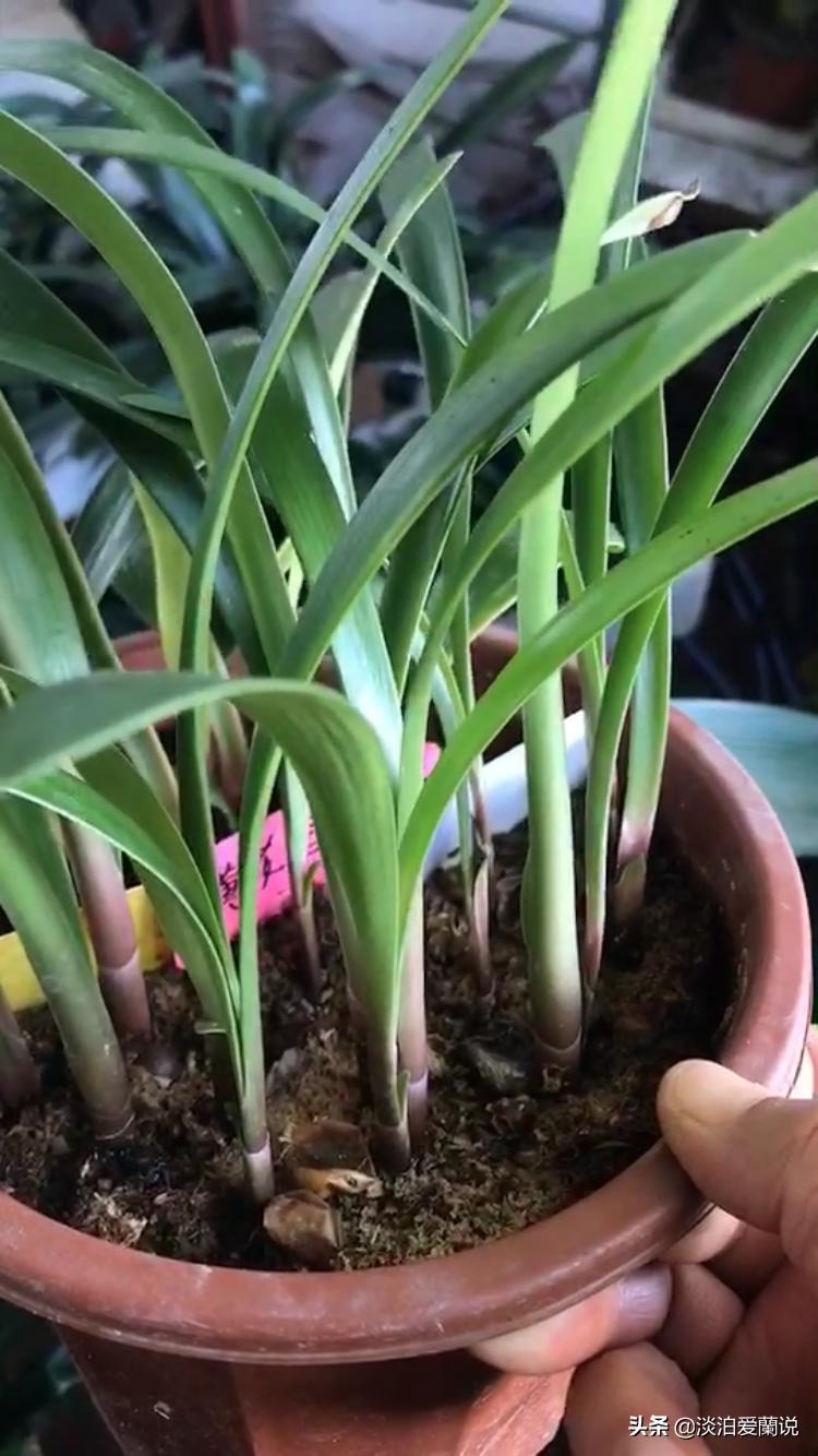 君子兰小苗移栽视频,购买优质君子兰小苗