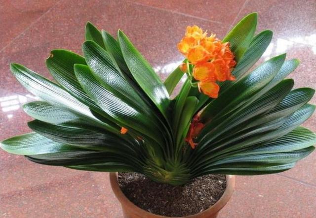 君子兰冬季养护要点爱花人看过来,君子兰冬季养殖方法和注意事项