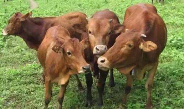 养牛传染病是什么病,养牛容易得什么传染病