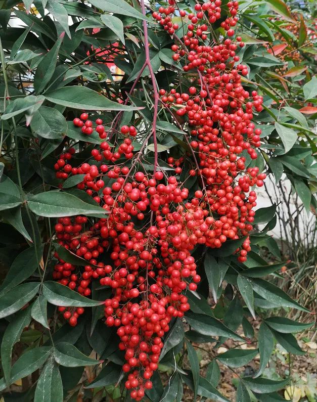 双十一优惠不停歇,双十一优惠特多