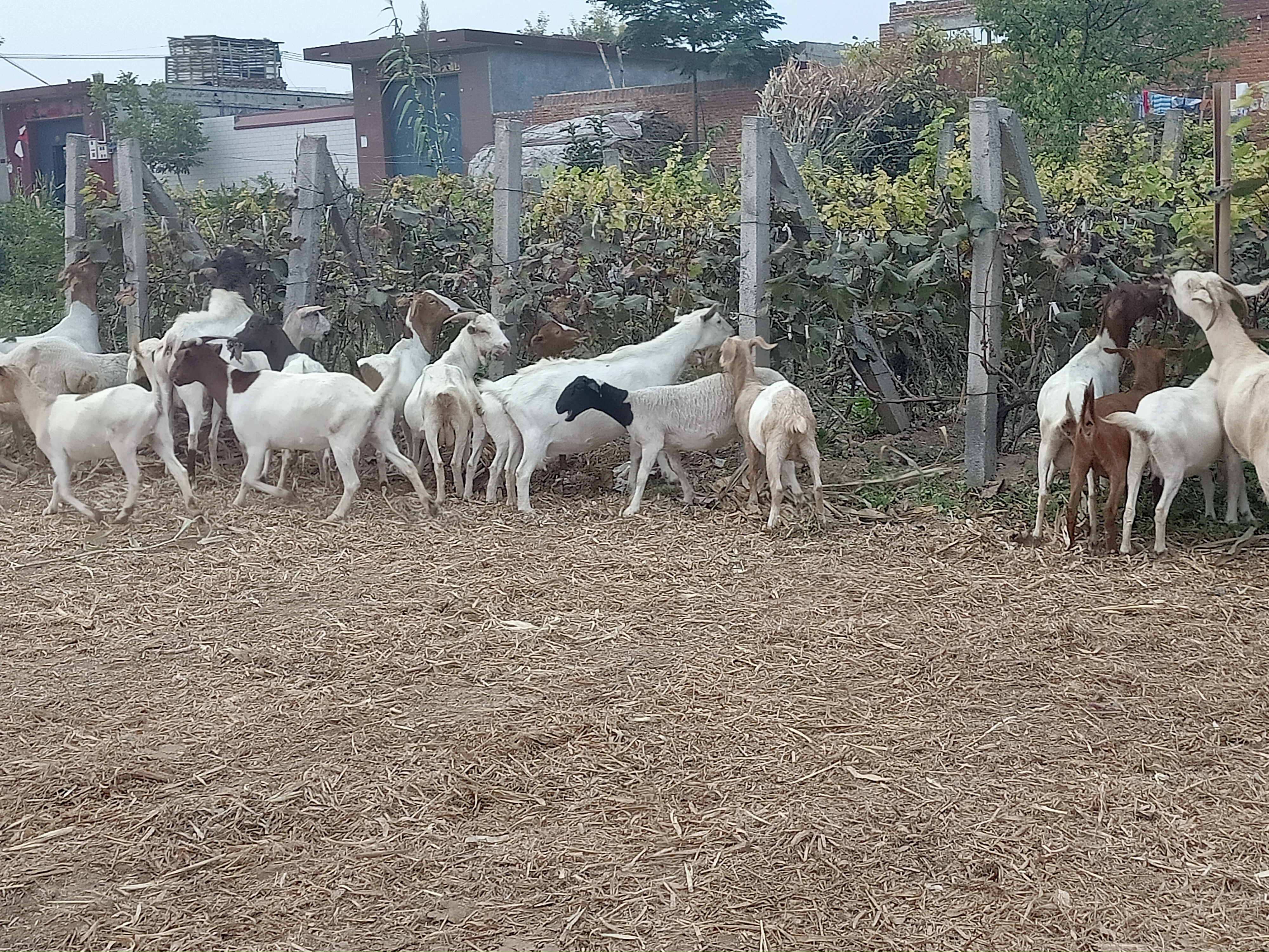 养羊到底是选哪个羊好一点,养羊品种纯不纯重要吗