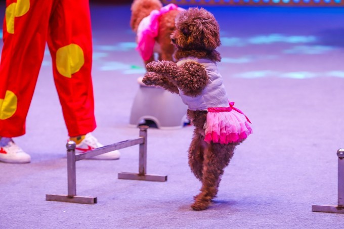 巧克力王国英德景区攻略,旅游攻略巧克力小镇