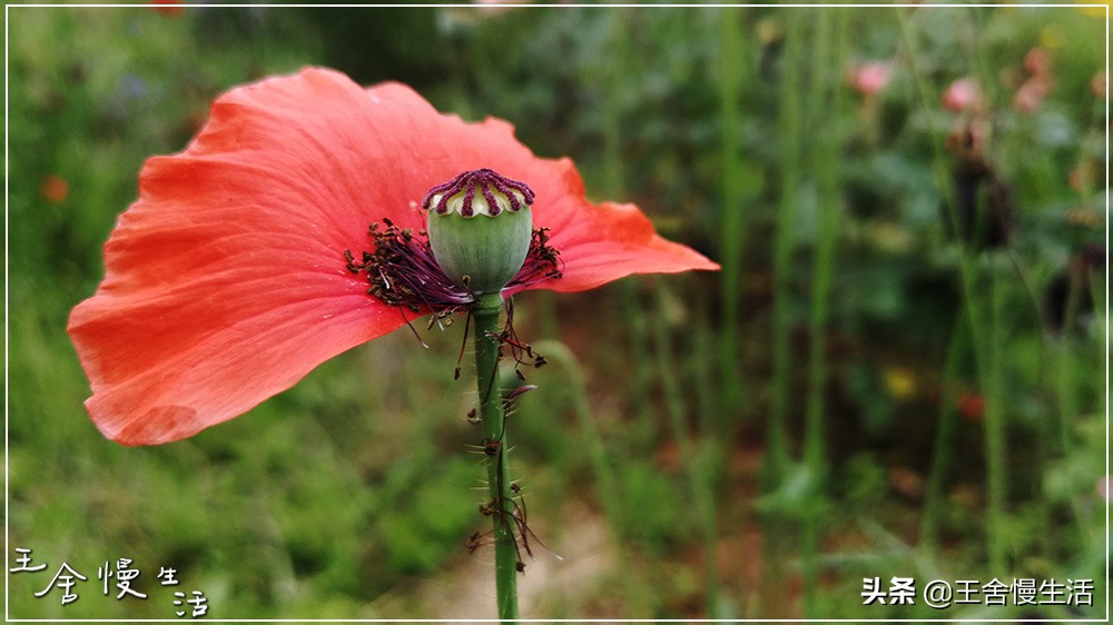我可以抱抱你吗怎么说,我可以抱你吗的视频