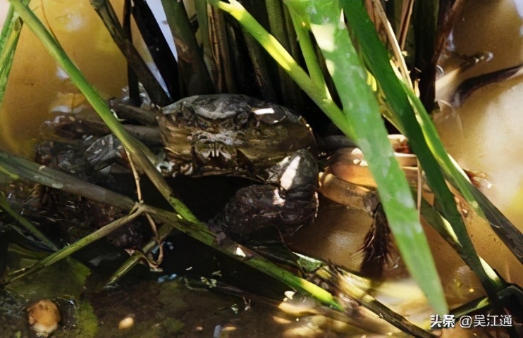 抓蟹的方法和技巧,捉山蟹的方法