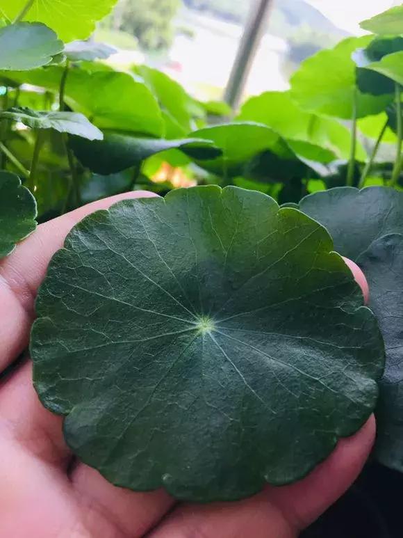 铜钱草与马蹄莲区别,马蹄金铜钱草怎么更旺盛