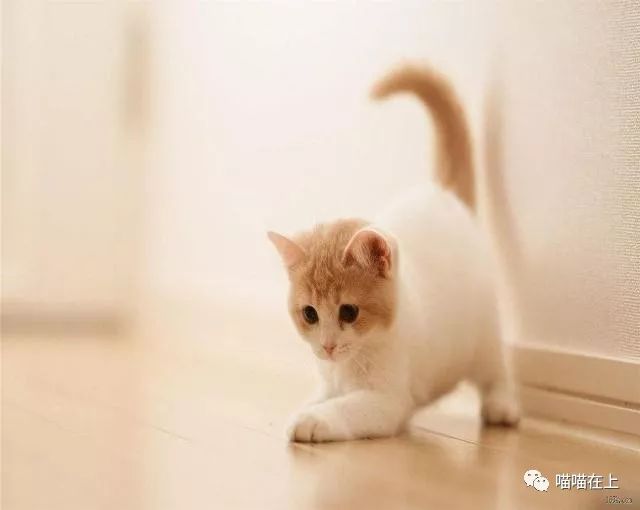 猫发腮科普篇猫咪全攻略,怎么样让猫咪长肉发腮
