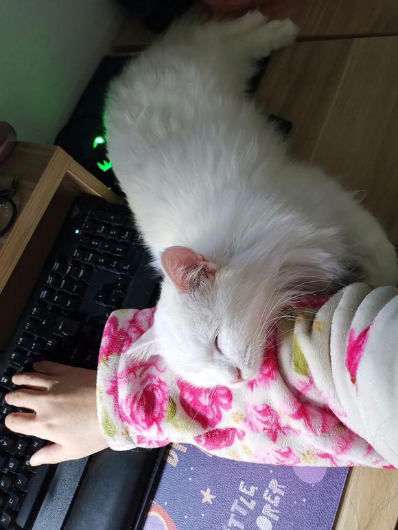 猫咪太粘你,猫咪太粘人了图片大全