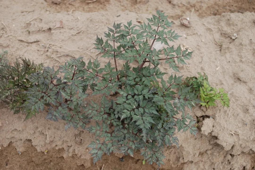 硬核整理!高清中药教材原植物彩*图色**谱(四期)