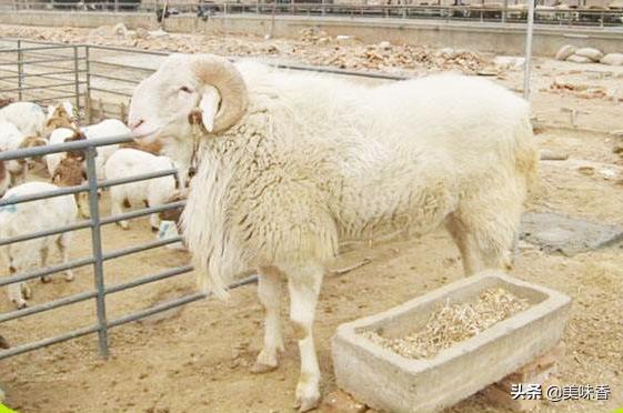 圈养羊和放养的区别,圈养羊和放养羊哪种好
