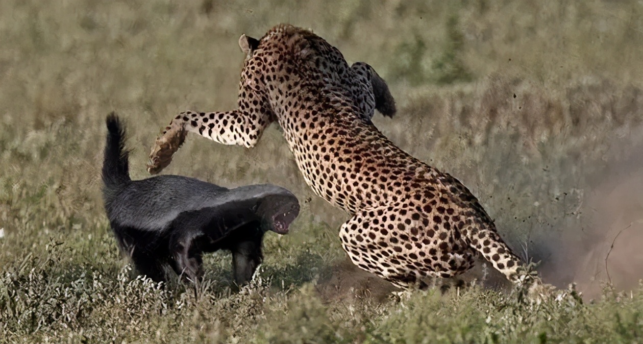 平头哥是陆地上最厉害的动物吗,被称为最无所畏惧的动物平头哥