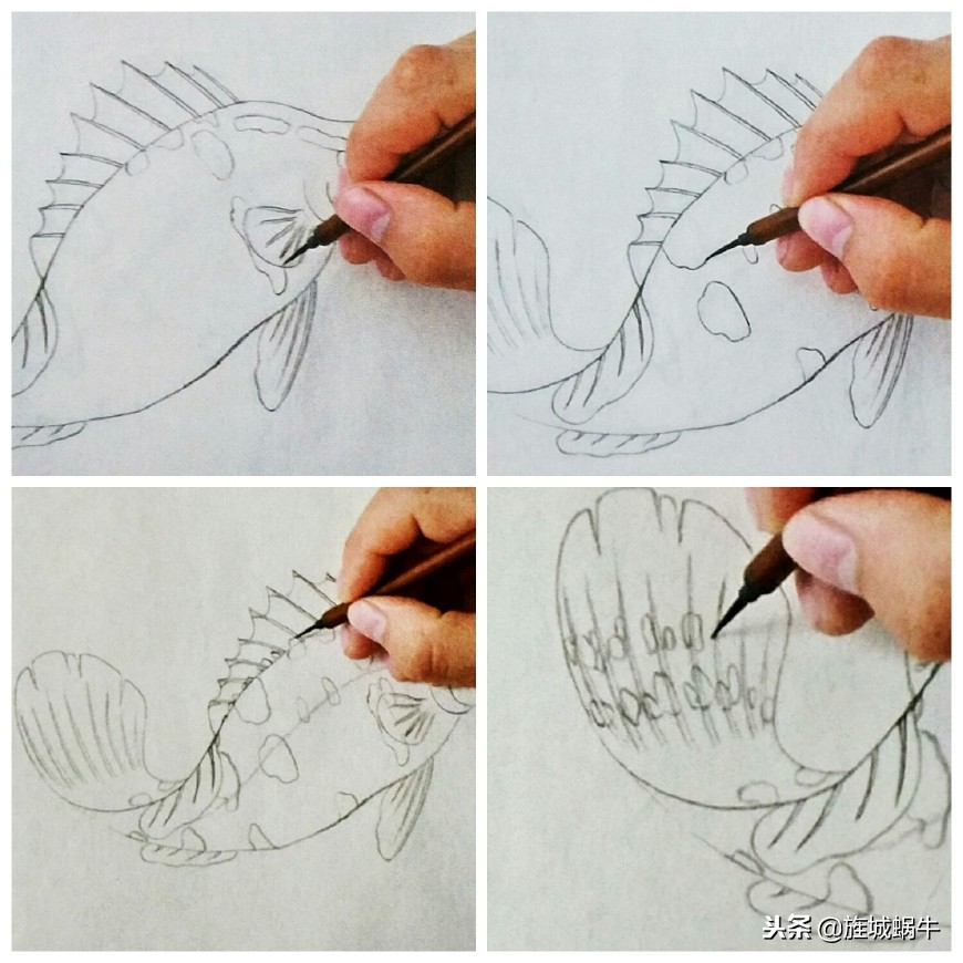 鳜鱼画法小视频,鳜鱼工笔画法视频