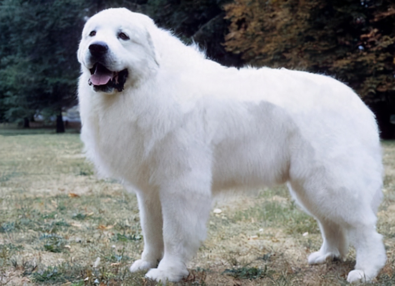 5种最受欢迎的狗狗你养了哪一种,哪个品种的狗狗又好养又乖巧懂事