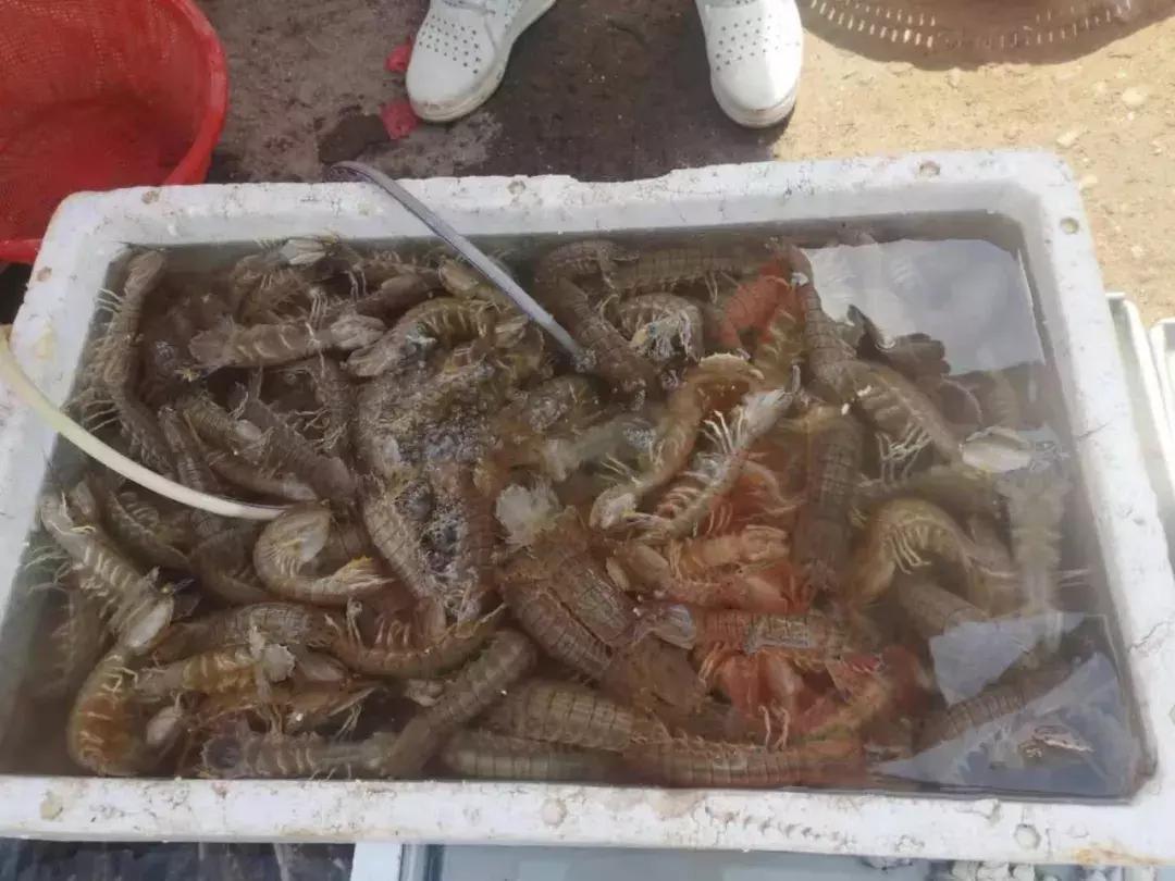 青岛开海了新鲜肥美的海鲜已上市,青岛开海红岛海鲜八大关
