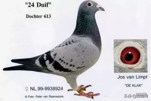 克拉克经典名鸽,克拉克顶级种鸽特点