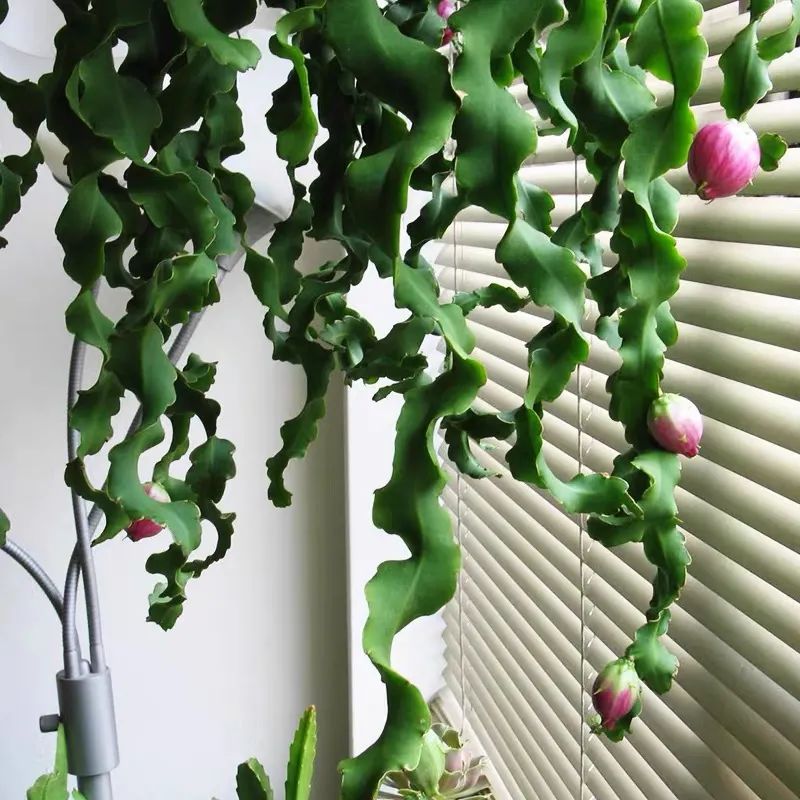 推荐4种垂吊花，不开花也好看，家里养几盆，呼呼长成绿窗帘