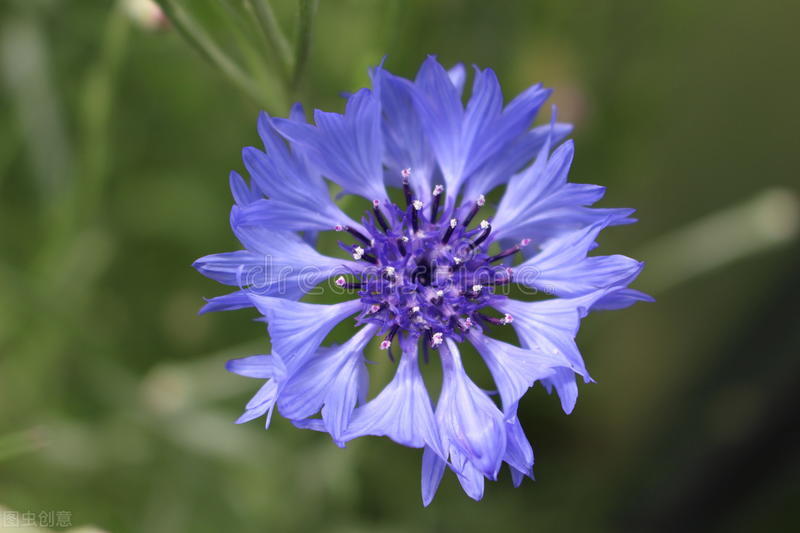 生日鲜花用哪几种花,代表友谊长存和生日快乐花语的花