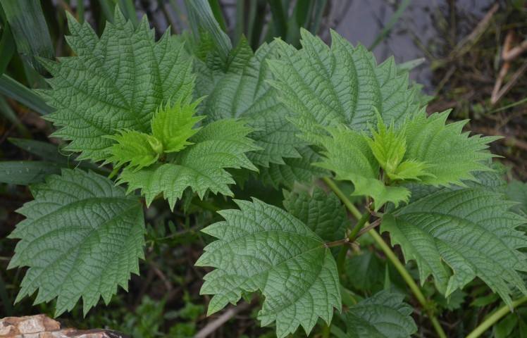 红楼梦大观园你不知道的秘密,红楼梦蘅芜苑中主要有什么植物