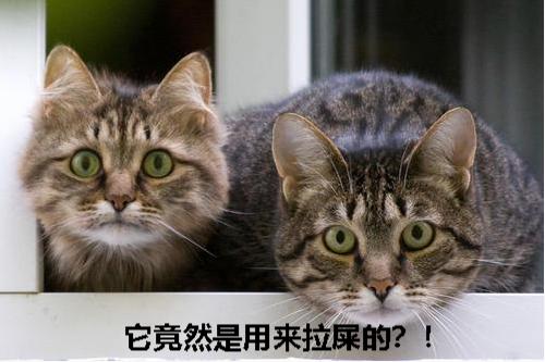 猫咪尿液除臭小苏打的使用方法,猫咪往床上尿尿了买什么除臭
