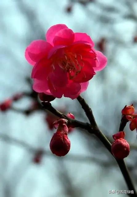 梅花不同颜色的寓意和忌讳,腊梅凌寒开放时间