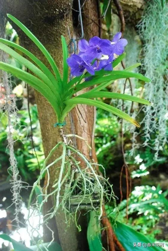 绚烂多彩的神奇植物,一种特别神奇的植物