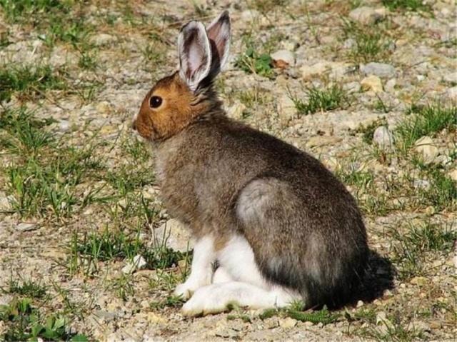 北极有一只兔子,北极有兔子