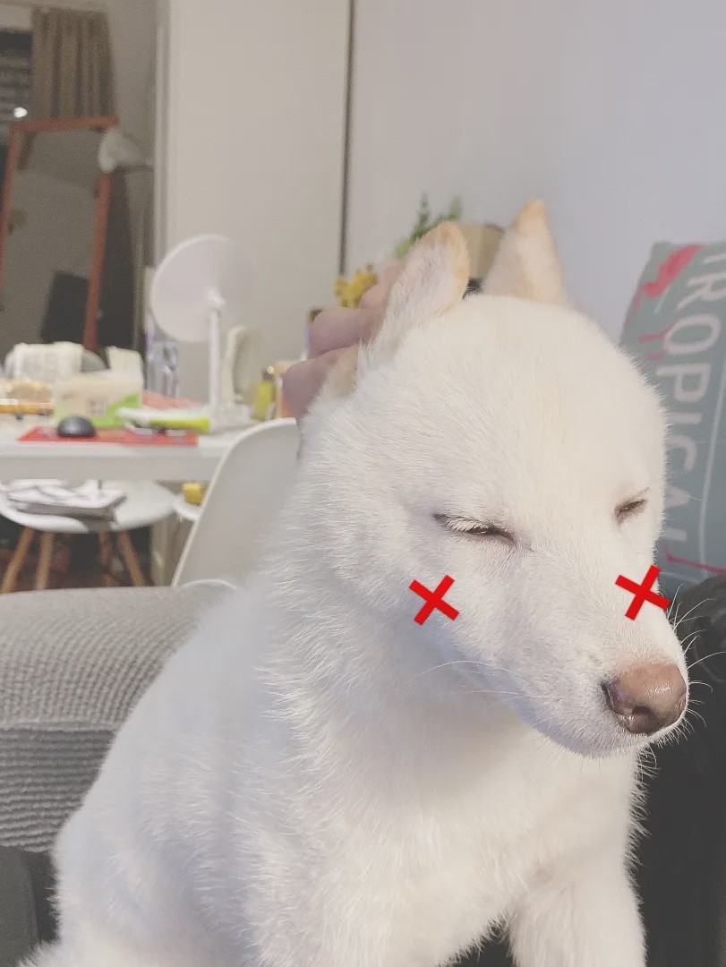 向往的生活锅碗瓢盆分别被谁养,向往的生活锅碗瓢盆4只狗