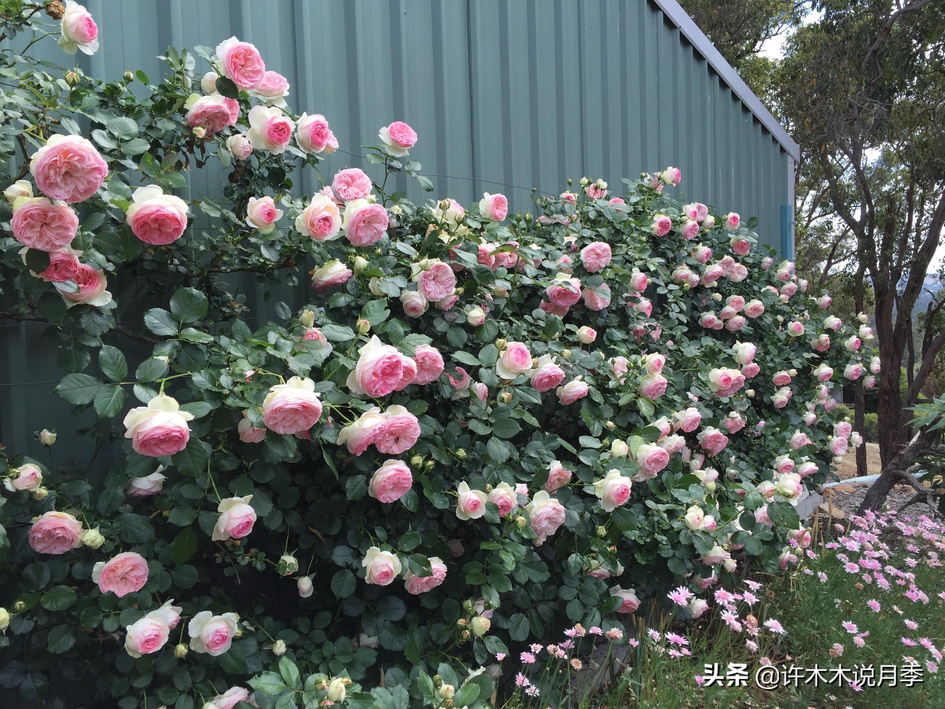 如何制作月季的肥料,月季自制液体肥怎么用最好