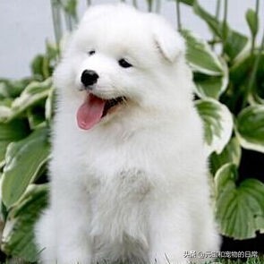 你家萨摩耶微笑吗,萨摩耶犬如何判断纯不纯