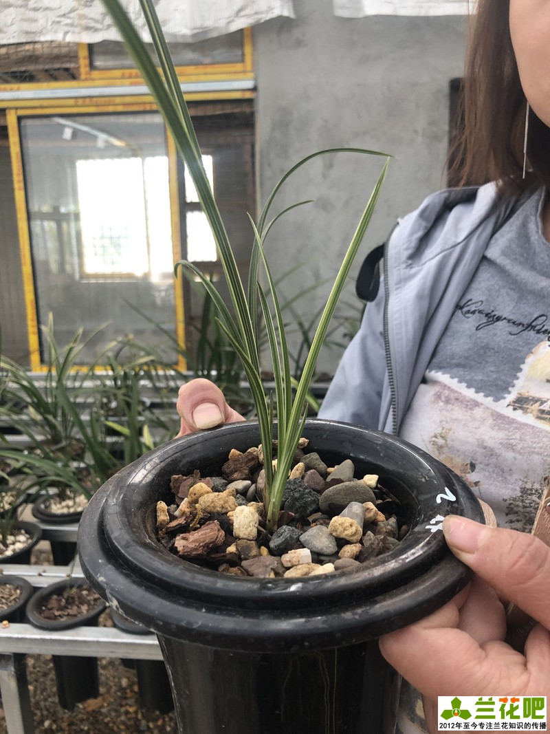 兰花直播间买兰花操作步骤,云南兰花直播拍卖