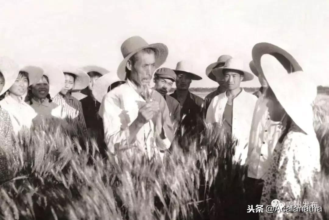 霸州土产公司老照片,霸州老城区图片