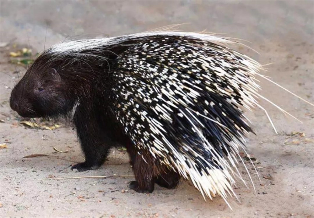 六盘山出现野生动物,六盘山有哪些野生动物