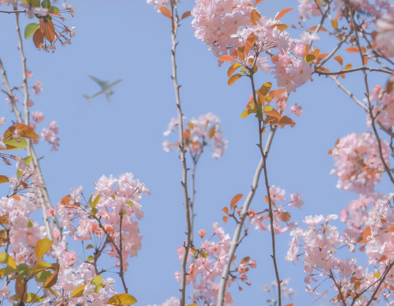 水瓶座和狮子座的爱情能长久吗,月亮星座水瓶座与月亮星座狮子座