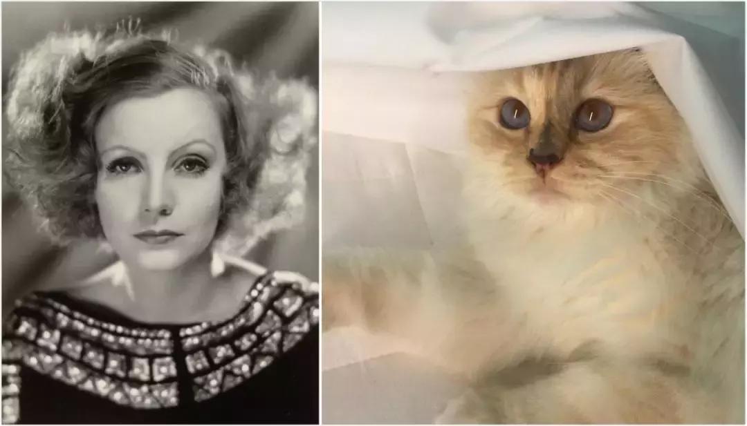 老佛爷去世，他那只年挣300万欧元的猫将继承他的遗产？！