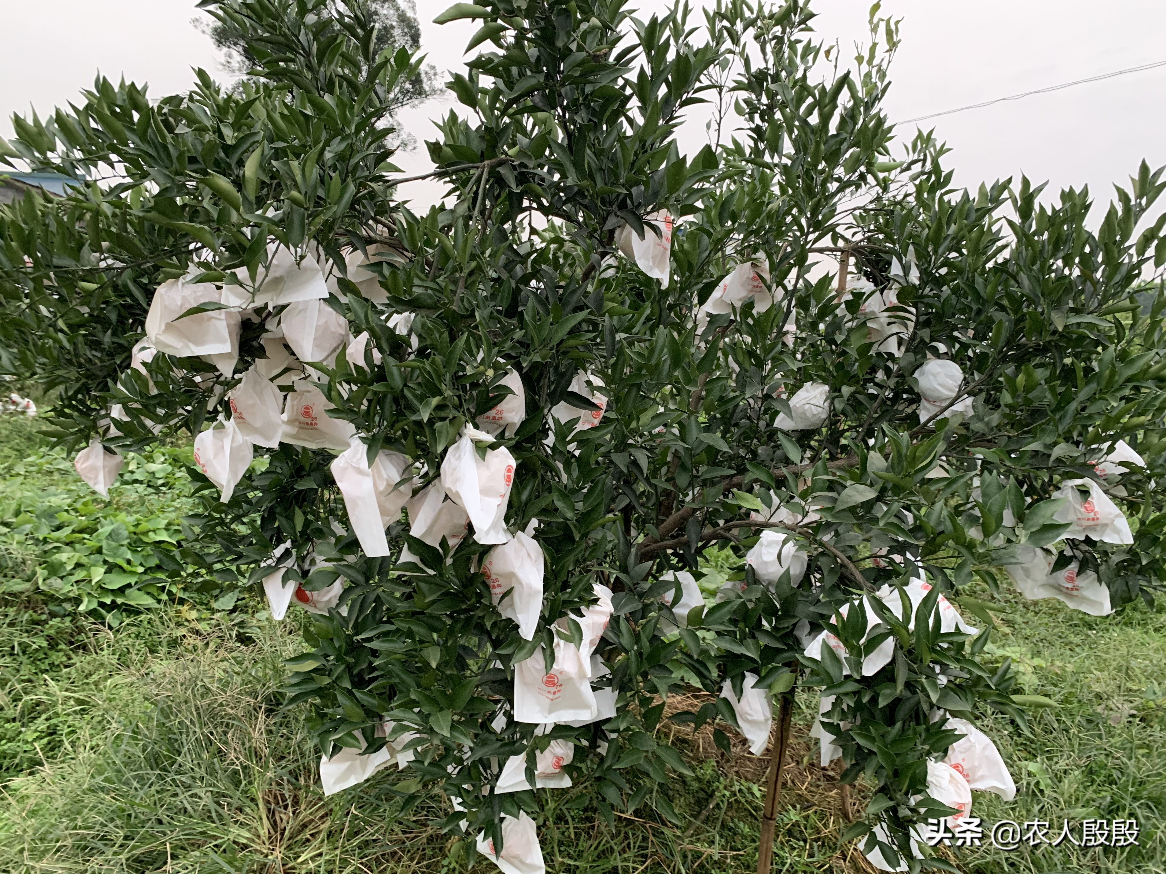 柑橘结完果怎么更新树枝,柑橘树如何留果