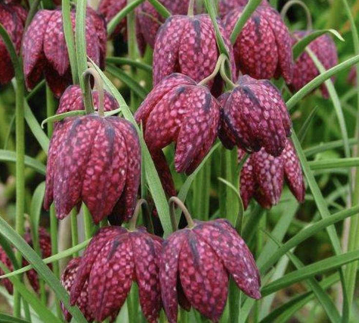 乡下一种草植物晒干可以卖,野外的1种杂草