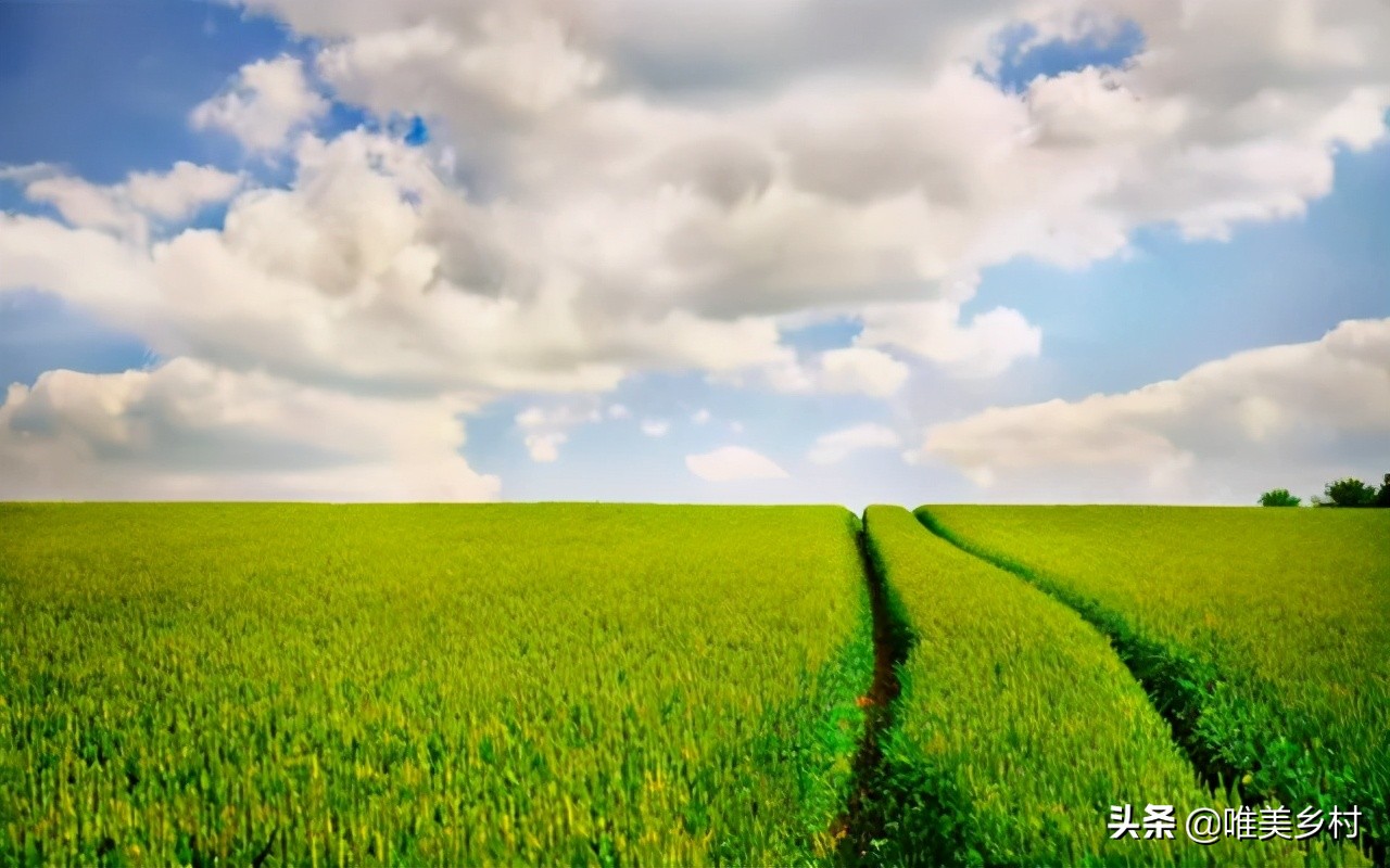 农民放弃耕种,农民放弃种地什么原因