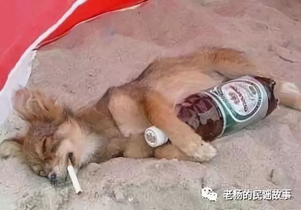 隔壁老王的日常生活全集,隔壁老王家的日常生活