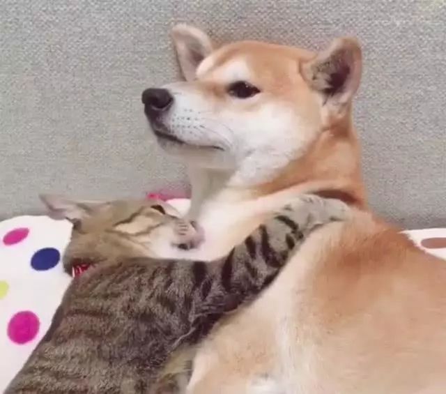 我脖子上的草莓，是猫咪种的