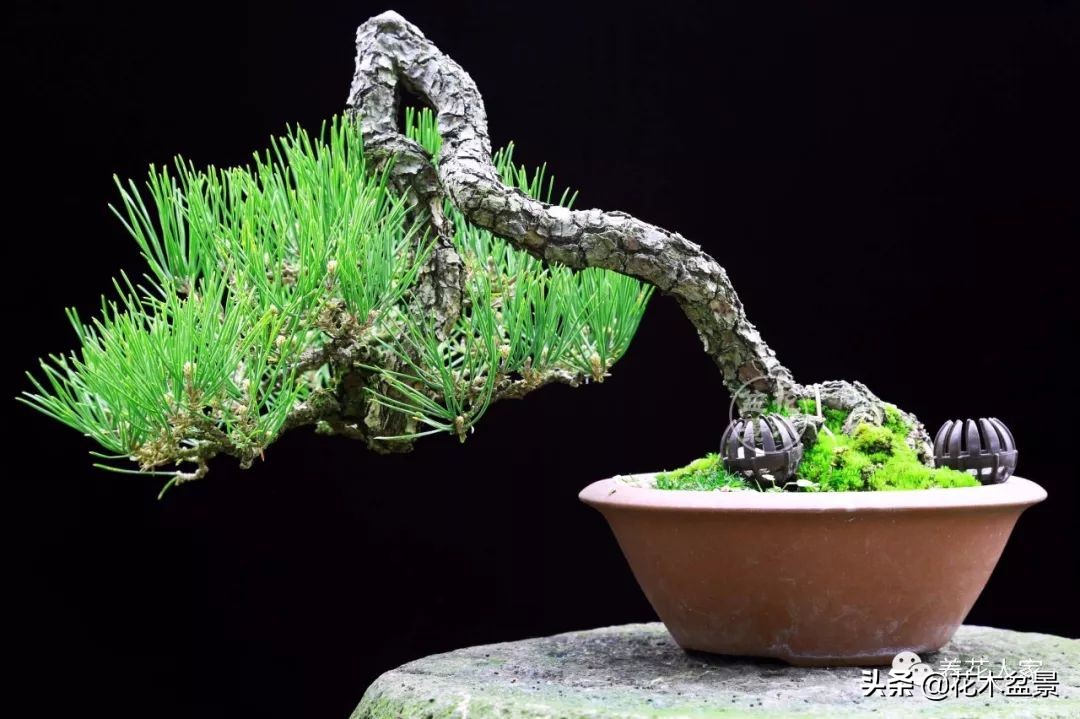 从盆景小白到终身爱好,初学者养盆景少走坑