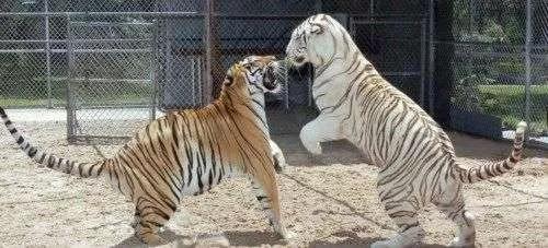 菏泽金山旅游度假区,菏泽金山旅游风景区