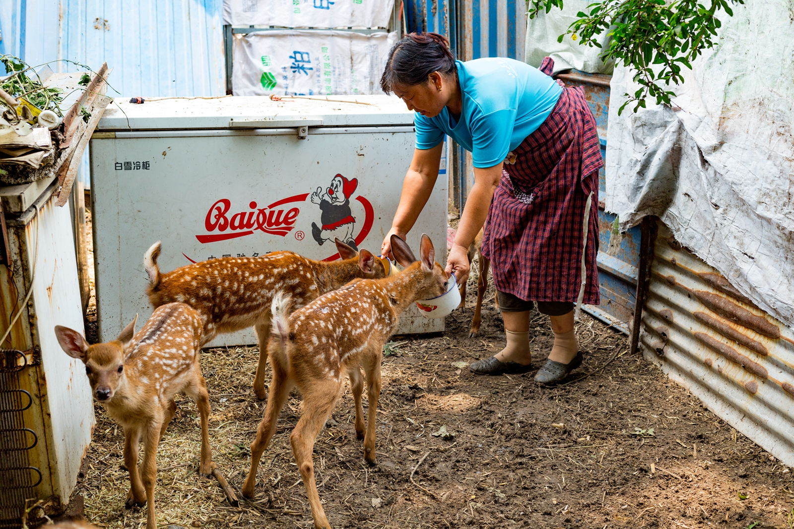 山东邹平市:退役军人夏方刚靠养殖梅花鹿走上致富路